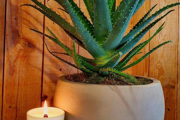 plante verte